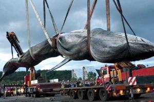 Несмотря на запрет ООН, японские китобои продолжат охоту на китов