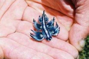 В Австралии на пляже отдыхающие обнаружили неизвестное светящееся существо 