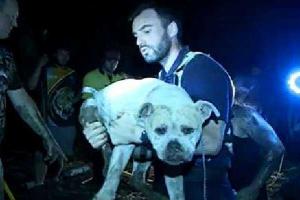 В Австралии сотня людей пришли на помощь псу, застрявшему на три дня в норе