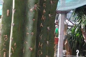 Русские туристы-варвары в Крыму не пощадили даже 100-летний кактус