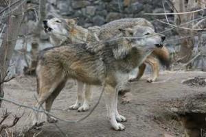 На Донбассе новая беда: села атакуют стаи голодных волков 