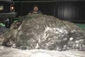 На Урале охотник завалил огромного кабана 