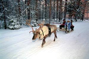 У Деда Мороза на Урале "угнали" оленя-вожака, обещают награду за помощь в поимке злодеев 