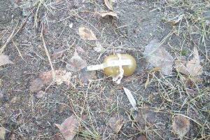 Возле Киевского районного суда Харькова обнаружена боевая граната