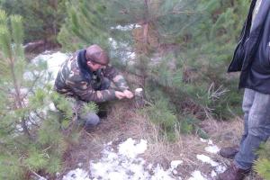 На Луганщине полиция задержала группу лиц, которые незаконно вырубали хвойные деревья