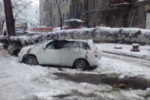 Непогода бушует на Харьковщине: ветер валит деревья и электроопоры, уже есть человеческие жертвы