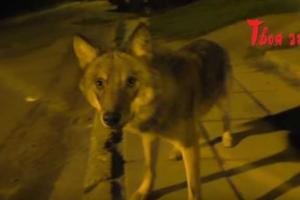 В Крыму по улицам Алушты бродят голодные волки