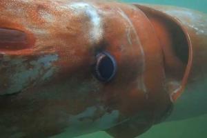 В Японском море дайвер повстречался с огромным кальмаром. Видео