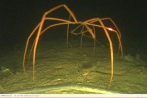 Исследователи обнаружили в Арктике полуметровых морских пауков-гигантов