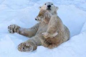 В калифорнийском зоопарке белые медведи в восторге от завезенного снега. Видео