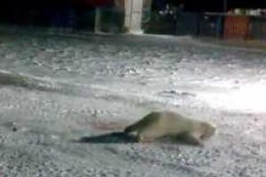 В Сеть попали жуткие кадры убийства белой медведицы российскими полярниками