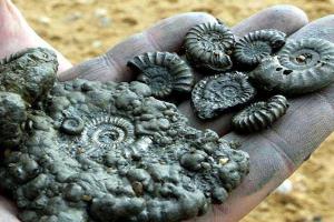 В Британию на раскопки съезжаются охотники за древними окаменелостями