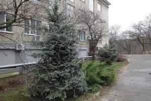 В ботаническом саду российского города Ростов-на-Дону елки огородили колючей проволокой