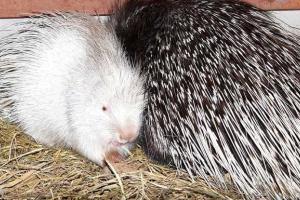 В зоопарке Харькова в семье дикобразов родился детеныш редкого белого окраса