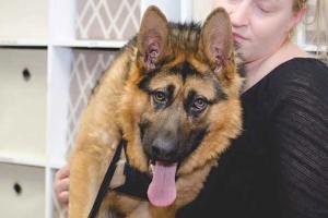 Новой звездой интернета стала собака-инвалид Квазимодо 