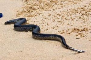 В Аргентине популярные пляжи "атаковали" ядовитые змеи