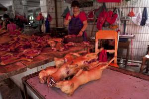 Жителей России приучают есть собачатину вместо "надоевшей" свинины и говядины