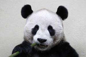 Сотрудники вашингтонского зоопарка поделились забавным видео: панда с восторгом купается в снегу