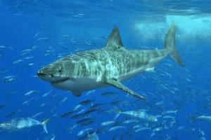 Пользователей Сети покорила ошеломляющая фотосессия под водой: девушка в окружении акул 