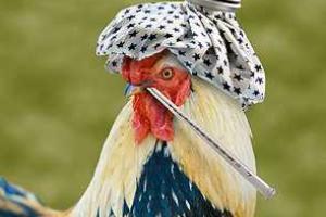 В Крыму специалисты выясняют причину смерти домашней птицы: подозревают птичий грипп