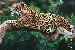 В Сеть попало первое видео с единственным известным в США диким ягуаром