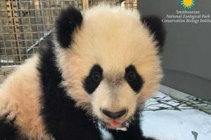 В США работники зоопарка сняли на видео, как мама-панда учит малыша залезать на дерево