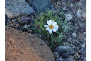 В США в штате Калифорния впервые за 10 лет зацвела Долина Смерти