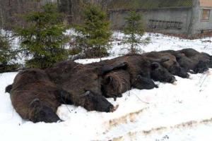 На Винничине под лед ушло стадо молодых самок зубров