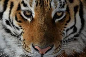 По улицам Воронежа "путешествовал" сбежавший тигр: хищника усыпили и отправили в зоопарк