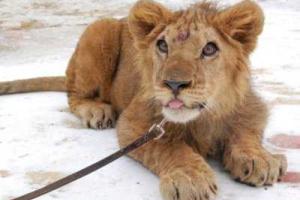 В российском Владимире львенок из передвижного зоопарка напал на ребенка