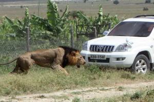 В Кении рейнджеры застрелили одного из самых известных львов 