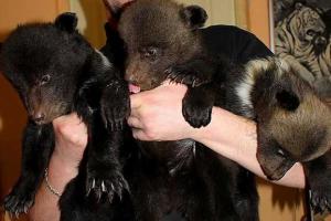 Пополнение в Харьковском зоопарке: во время зимней спячки родилась тройня медвежат