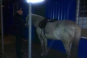 В Харькове экипаж патрульной полиции выписал штраф пьяному "водителю" лошади