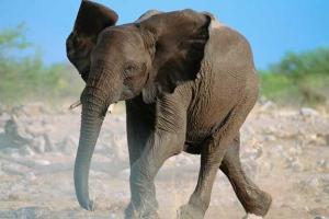 На украинско-белорусской границе пограничники ищут сбежавшего из фуры посреди трассы слона - СМИ