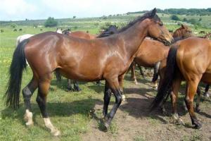 В России зверски расправились с лошадьми, которых пытались ввезти с территории Украины