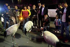 По улицам китайского города Шэньян прогуливались журавли вымирающего вида