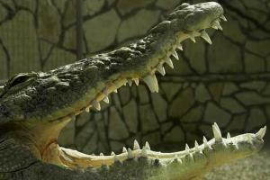 В Индонезии найдено растерзанное тело российского туриста: мужчина стал жертвой нападения крокодила