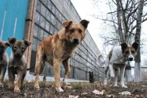 Жителей Горловки терроризируют бродячие и бешеные собаки: вакцины от бешенства в городе нет