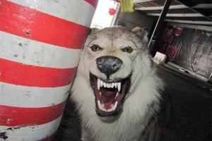 Пьяные приятели, решив пошутить, украли из киевского отеля... чучело волка