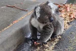 В Австралии коалу-виновницу дорожной пробки, полицейский вежливо проводил с проезжей части