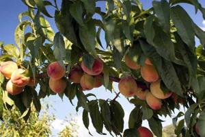 Заморозки убили практически весь будущий урожай косточковых культур в Крыму