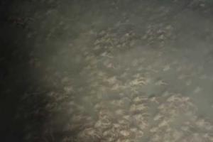 У побережья Панамы исследовательское судно засняло на видео "крестовый поход" крабов