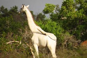 В Кении в объектив фотографа попал необычный белый жираф