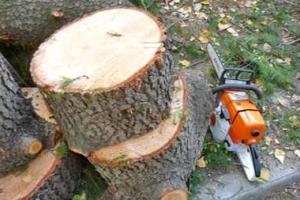 В Сочи в День космонавтики коммунальщики спилили полувековой кедр, посаженный Гагариным