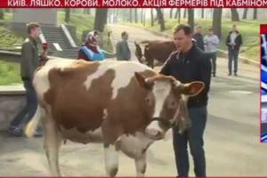 В центр Киева вызвали полицию для разгона митинга с участием радикалов и коров - Ляшко