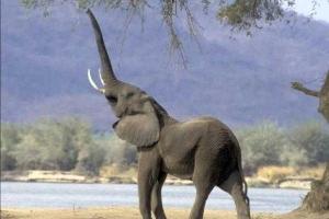 В Китае на сотрудников заповедника напал азиатский слон