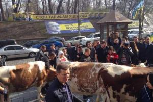 В Киеве Ляшко "штурмует" Кабмин в компании соратников-радикалов и живых коров