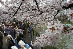 Японские города стали розовыми: расцвела сакура