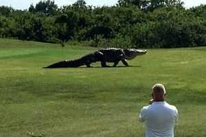 В штате Флорида огромный аллигатор выскочил на поле для гольфа