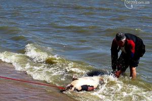 В Мариуполе на пляже обнаружено тело мертвого дельфина